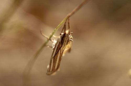 Réf. 350 253 : Ancylolomia sp.