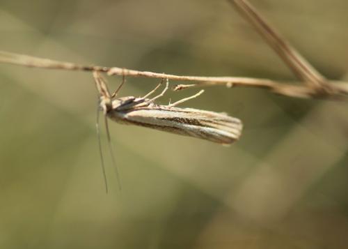 Agriphila sp.