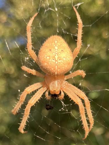Réf. 350 387 : Araneus diadematus