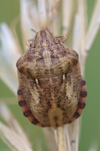 Réf. 350 435 : Eurygaster maura
