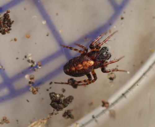 Réf. 350 511 : Cercidia prominens