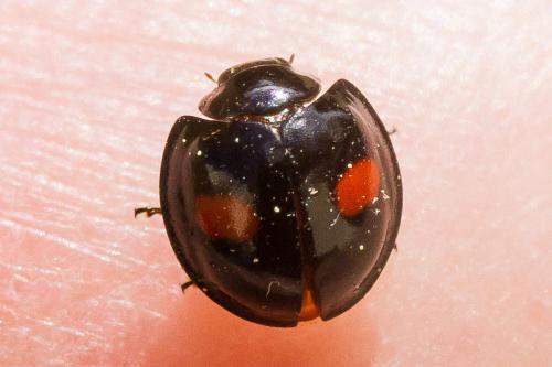 Réf. 350 070 : Chilocorus renipustulatus