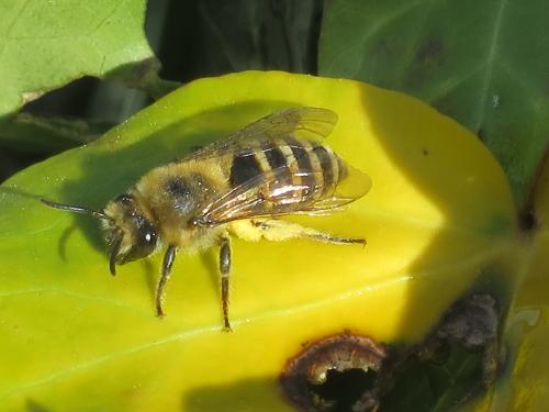 Réf. 350 813 : Colletes sp.
