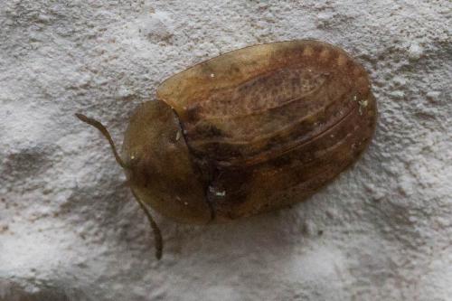 Réf. 350 024 : Hypocassida subferruginea