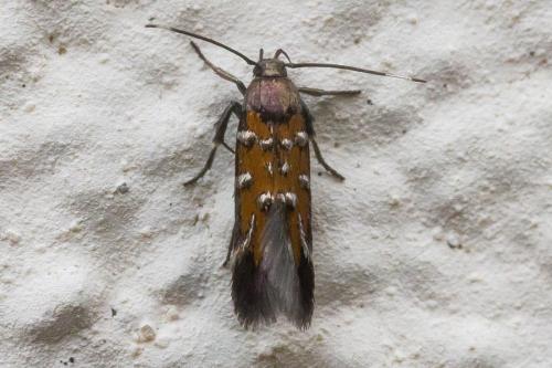 Pancalia leuwenhoekella