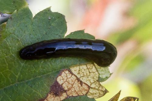 Caliroa cerasi