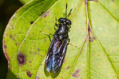 Réf. 350 343 : Hermetia illucens