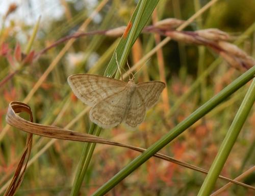 Réf. 350 346 : Idaea macilentaria