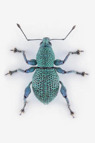 Réf. 350 074 : Isopterus sp.