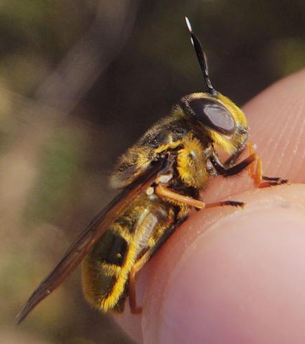 Réf. 350 168 : Callicera aurata