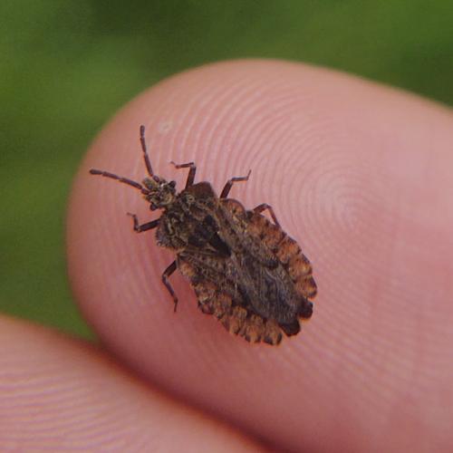 Réf. 350 171 : Aradus conspicuus