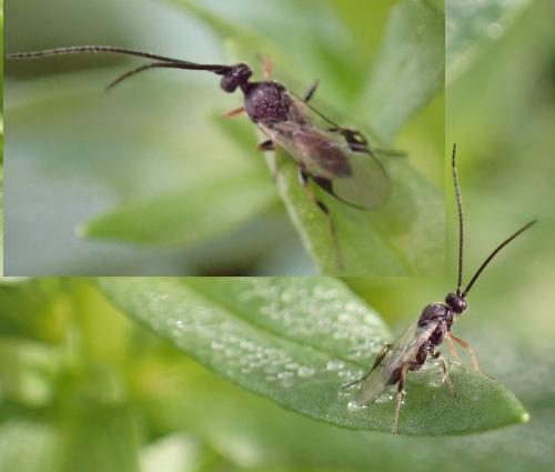 Réf. 350 639 : Microgastrinae inconnu