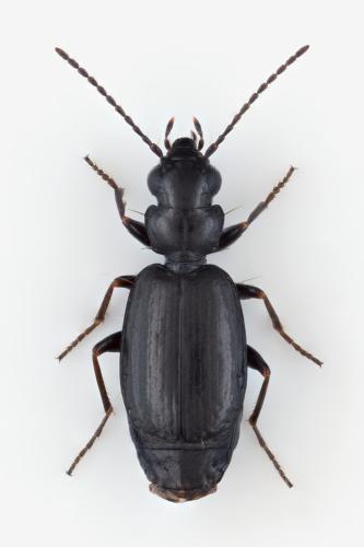 Syntomus truncatellus