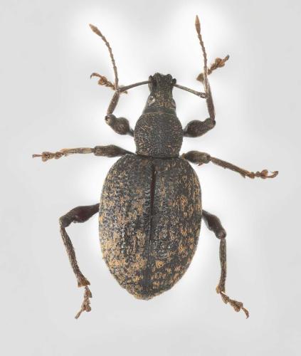 Otiorhynchus aurifer