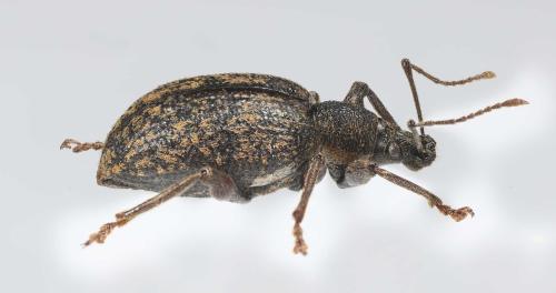 Otiorhynchus aurifer