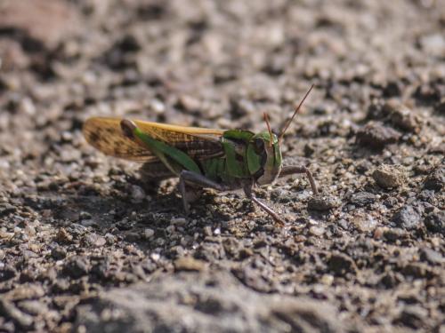 Réf. 350 292 : Locusta migratoria