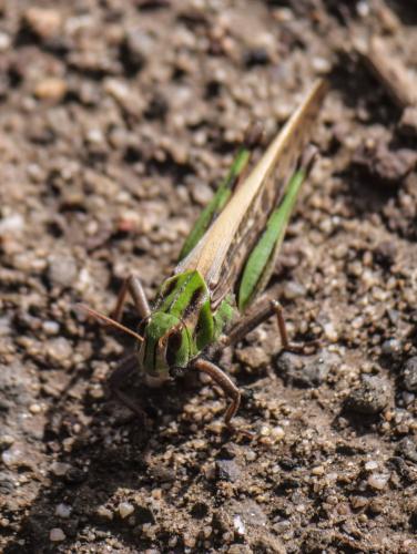 Réf. 350 293 : Locusta migratoria