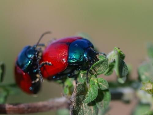 Chrysolina grossa