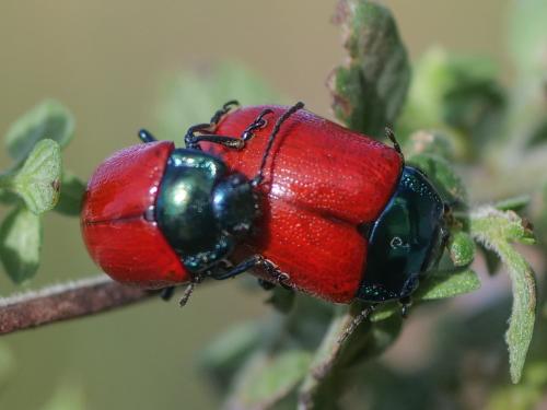 Chrysolina grossa