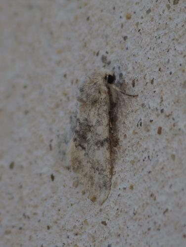 Polymixis dubia