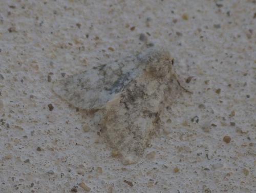 Réf. 350 299 : Polymixis dubia