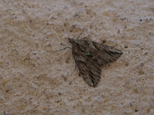 Thera cupressata