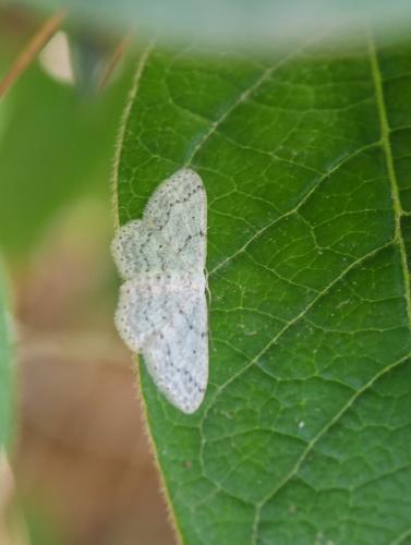 Idaea seriata