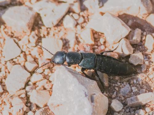 Ocypus ophthalmicus