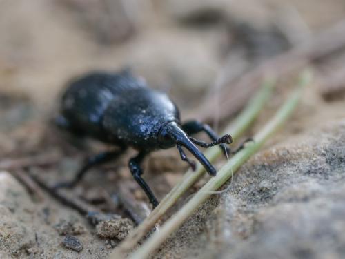 Scyphophorus acupunctatus