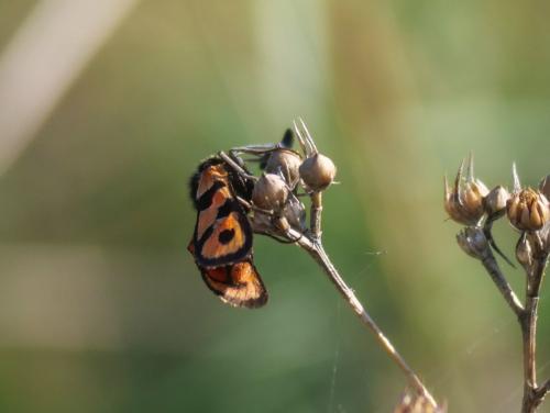 Zygaena hilaris