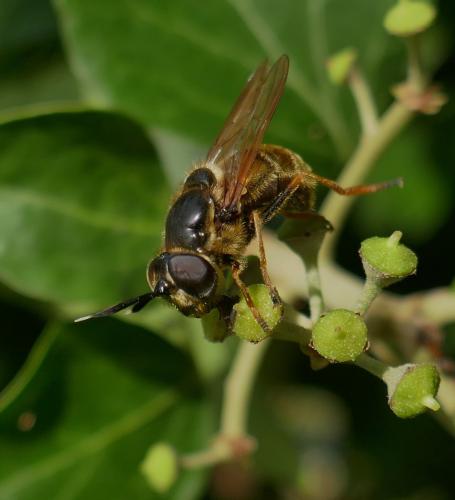 Réf. 350 542 : Callicera aurata