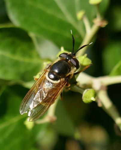 Réf. 350 541 : Callicera aurata
