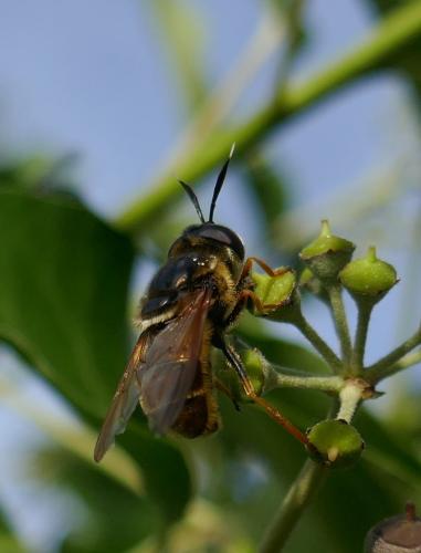 Réf. 350 540 : Callicera aurata