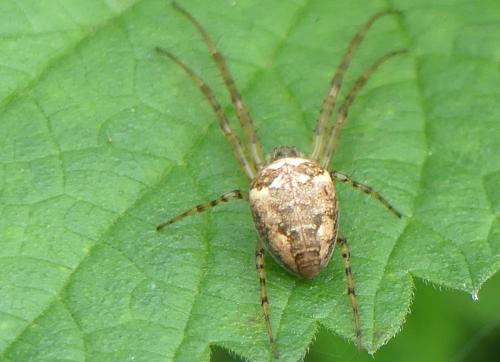Metellina sp.
