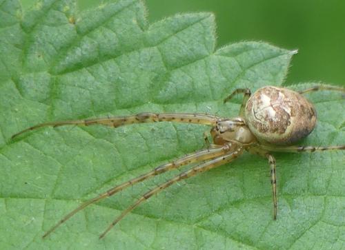 Metellina sp.
