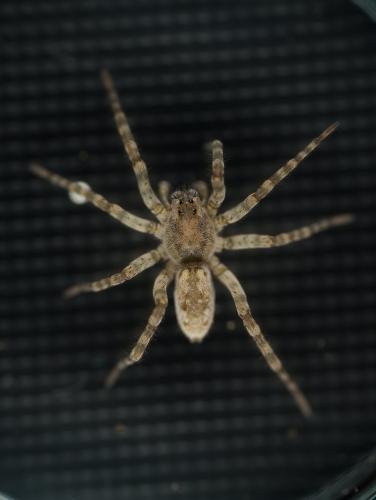 Arctosa sp.