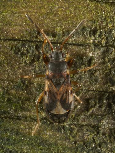 Réf. 350 001 : Scolopostethus affinis