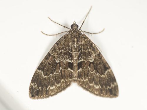 Réf. 350 161 : Thera sp.