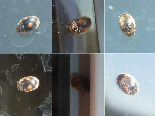Réf. 350 353 : Platynaspis luteorubra