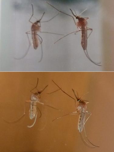 Culex sp.