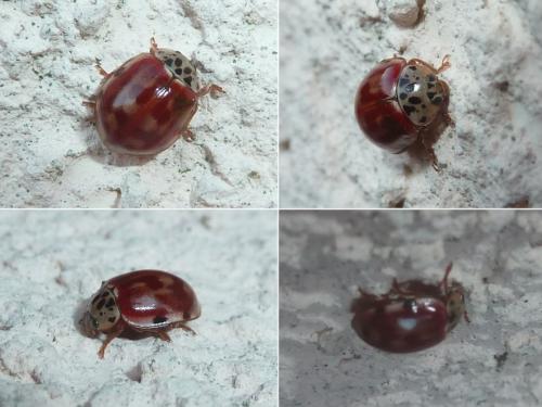 Réf. 350 697 : Harmonia quadripunctata