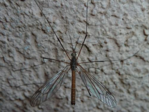 Réf. 350 701 : Tipula obsoleta