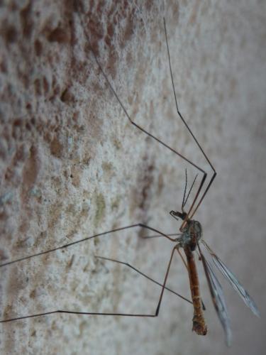 Réf. 350 702 : Tipula obsoleta