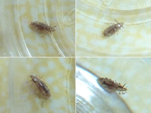 Réf. 350 693 : Pediculus humanus capitis