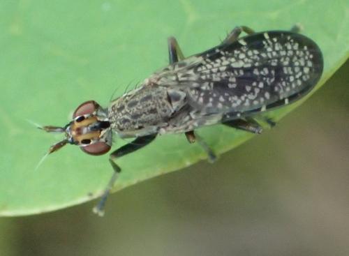 Réf. 350 370 : Euthycera alaris