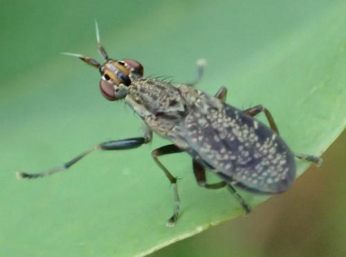 Réf. 350 371 : Euthycera alaris