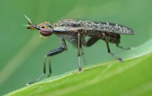 Réf. 350 372 : Euthycera alaris