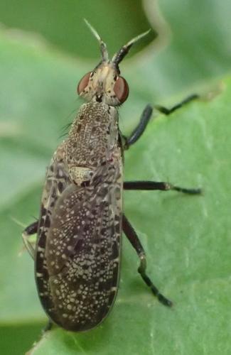 Réf. 350 792 : Euthycera cribrata