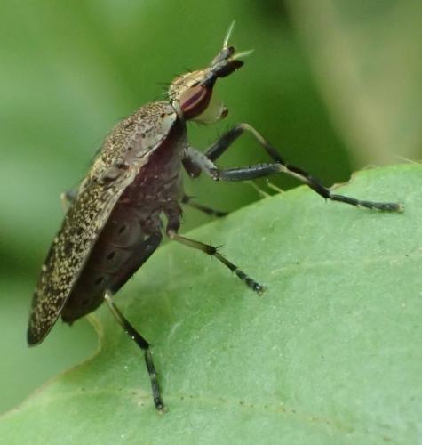 Euthycera cribrata