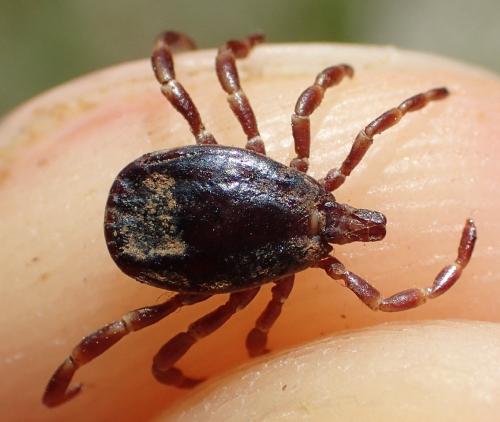 Hyalomma marginatum